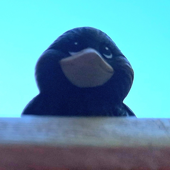 Vintage Porcelain Bird Tiny Figurine Bord Lover Gift Collectible Knick Nack - Picture 7 of 16